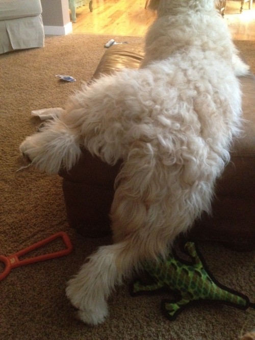 A Day in the Life: {Jack the Goldendoodle at Home}