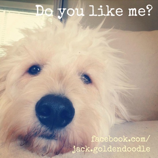 A Day in the Life: {Jack the Goldendoodle at Home}