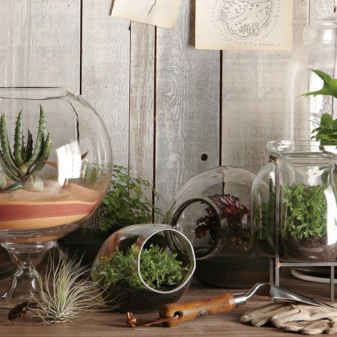 Terrariums {and other Small Space and Urban Gardening Ideas}