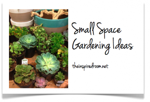 Terrariums {and other Small Space and Urban Gardening Ideas}
