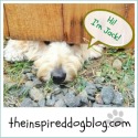 Jack The Goldendoodle's New Blog {& his fall shopping list!}