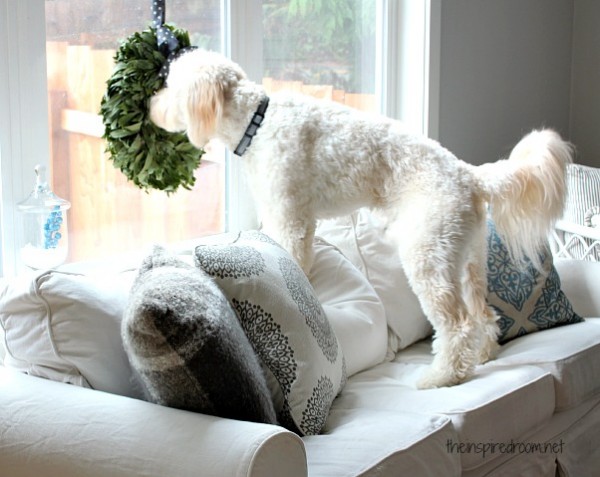The Truth About White Slipcovers {Part Two: Pet Edition}