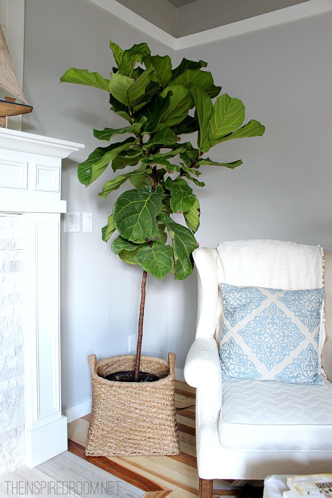 Fiddle Leaf Fig