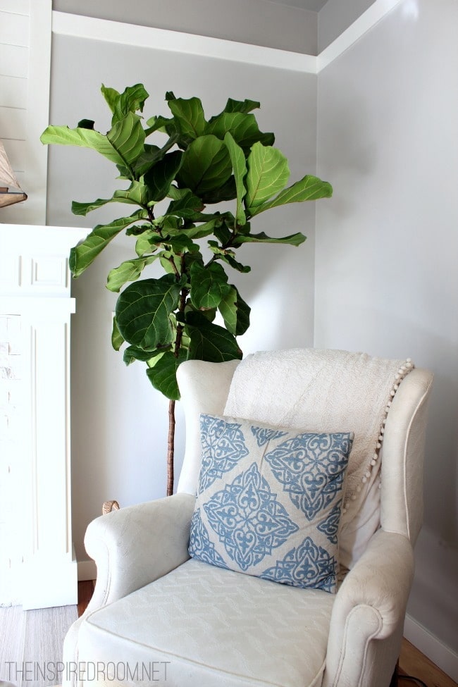 Fiddle Leaf Fig