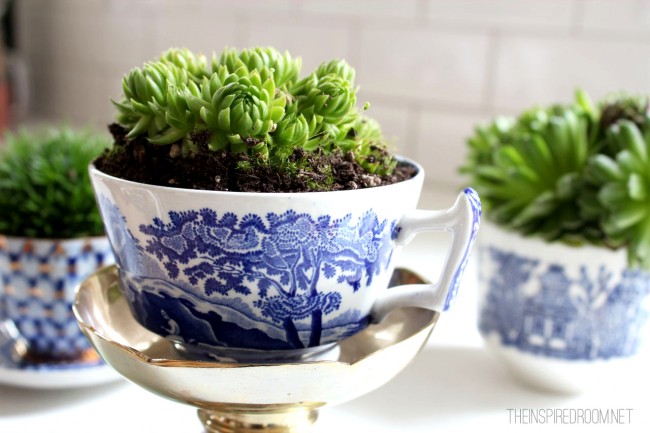 Teacup Gardens {5 Minute Miniature Container Garden}