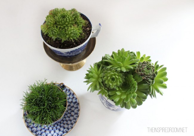 Teacup Gardens {5 Minute Miniature Container Garden}