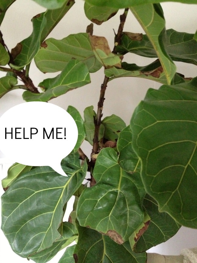 The Tale of Fiddle Leaf Fig Fail {CONFESSION}