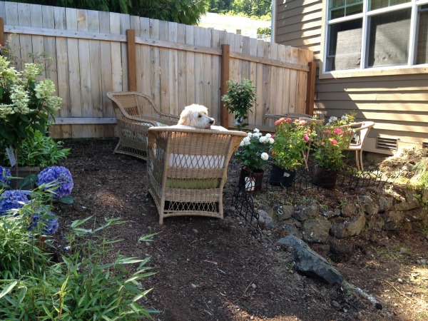 Summer Obsession {Backyard Gardening}
