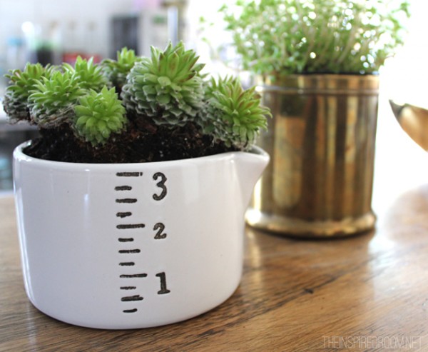 Measuring Cup Succulent Gardening