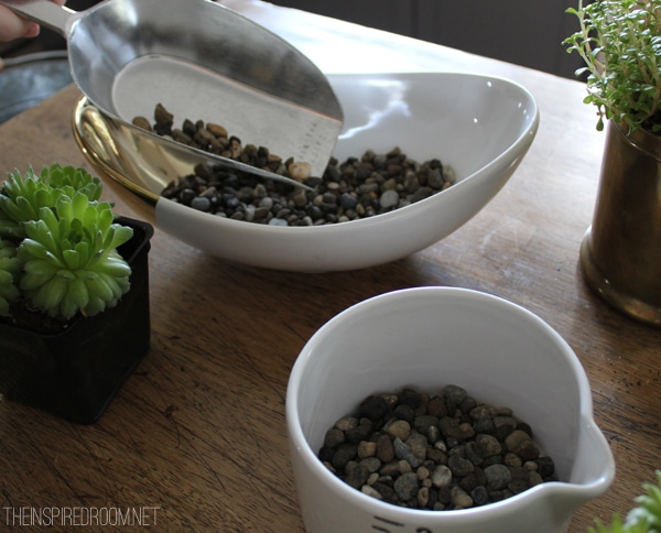 5 Minute Succulent Garden in the Kitchen