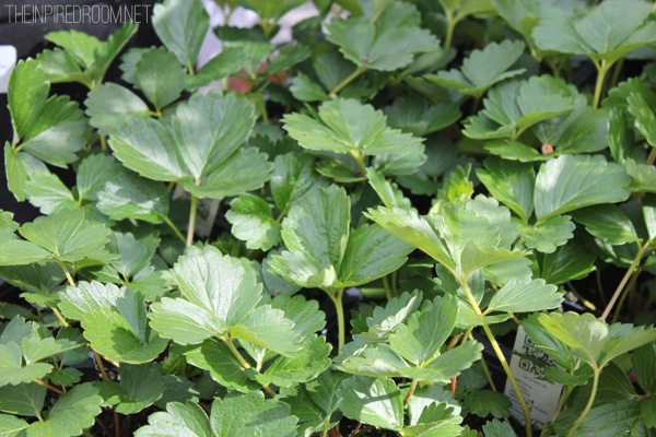 Strawberry Plants