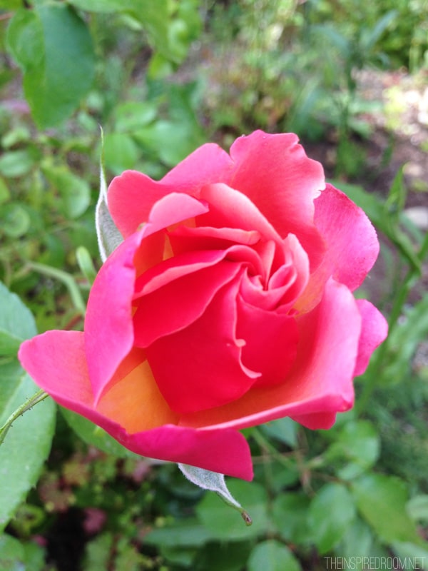 Pretty Pink Rose - Updates to the Backyard by The Inspired Room