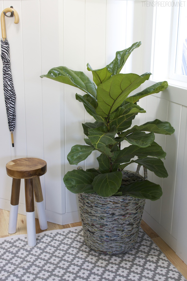 When Fiddle Leaf Figs Thrive