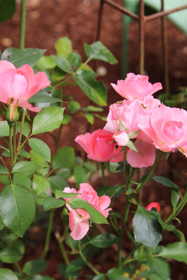 My Backyard Tour {Pea Gravel Patios, Flagstone & Secret Garden}