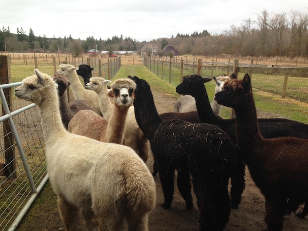 That Time We Almost Bought An Alpaca Farm