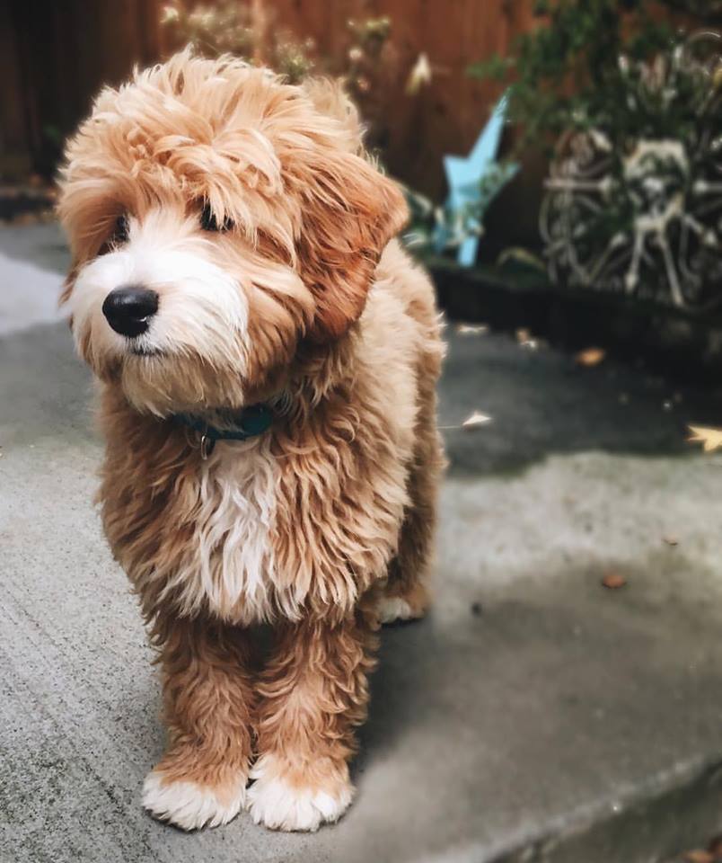 Bringing Home a Goldendoodle Puppy - The Essential Shopping List