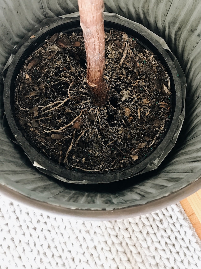 A Growing Fiddle Leaf Fig?