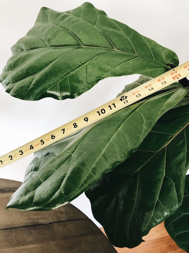 A Growing Fiddle Leaf Fig?