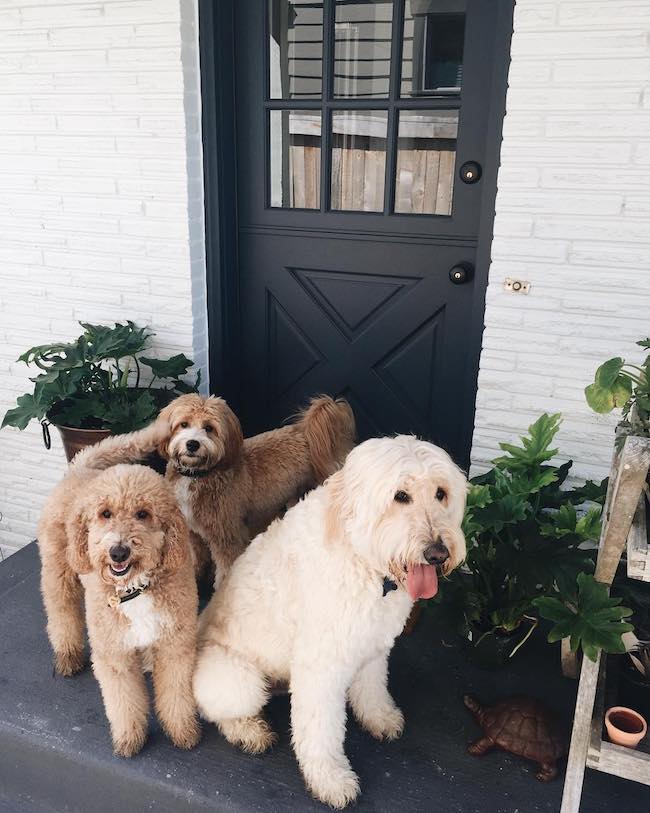 do labradoodles slobber