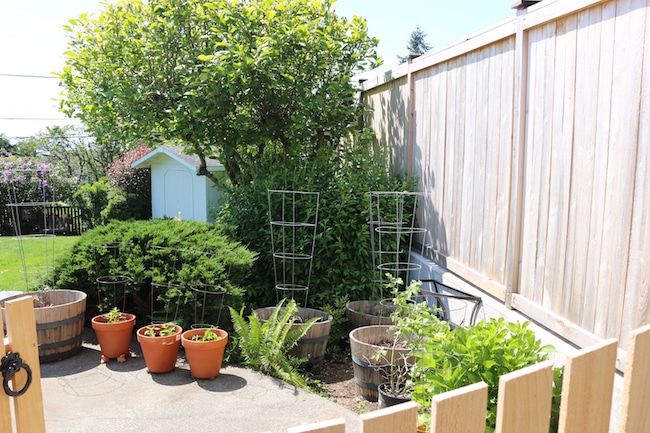 My Vegetable Container Garden