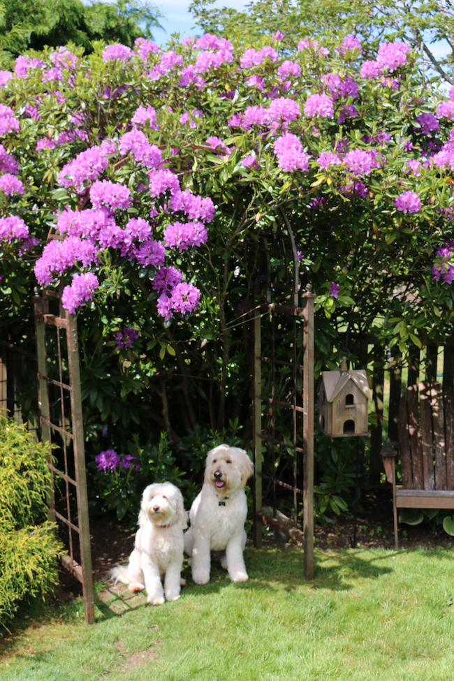 Spring Gardening in My Yard