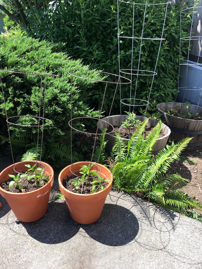 My Vegetable Container Garden