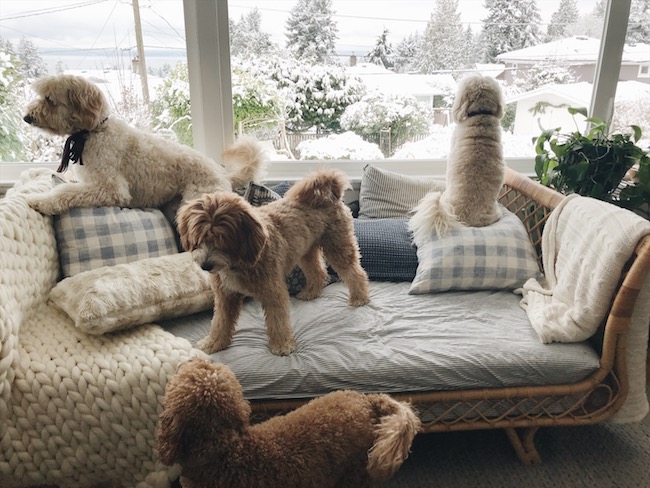 do labradoodles slobber