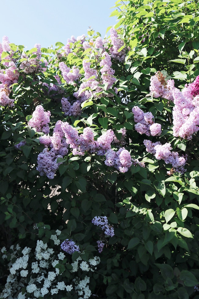 Garden Therapy + Lilacs + Plant Scents