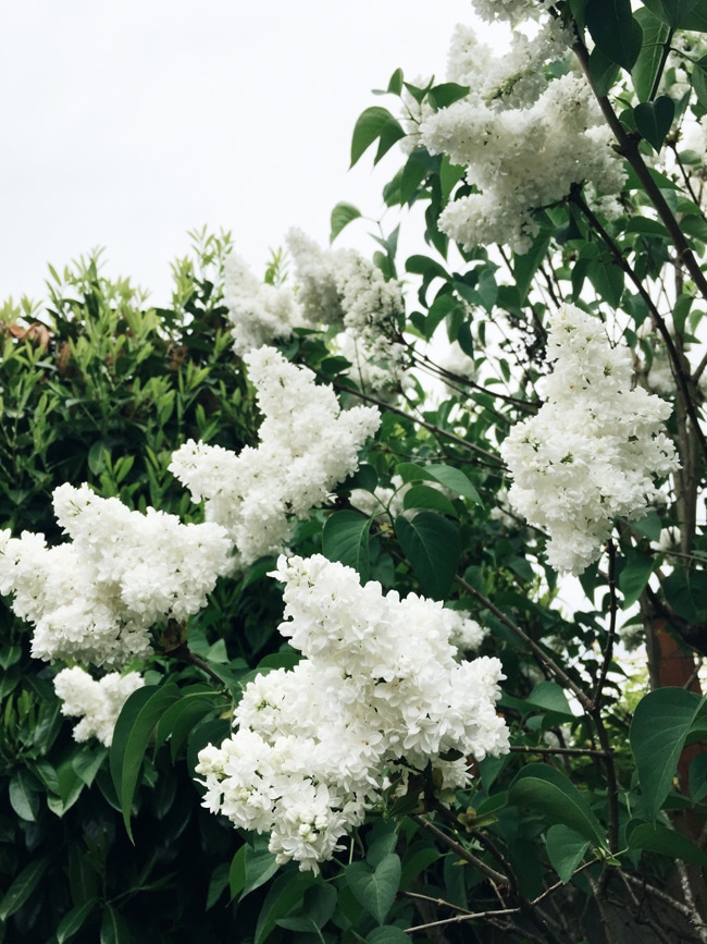 Garden Therapy + Lilacs + Plant Scents