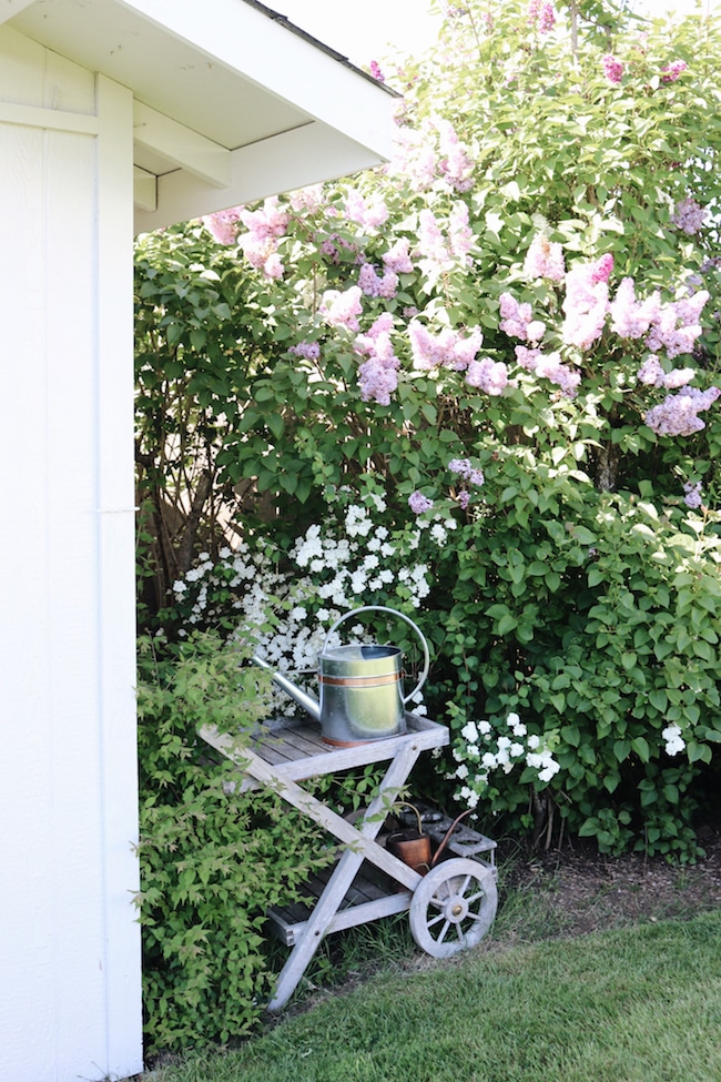 Garden Therapy + Lilacs + Plant Scents