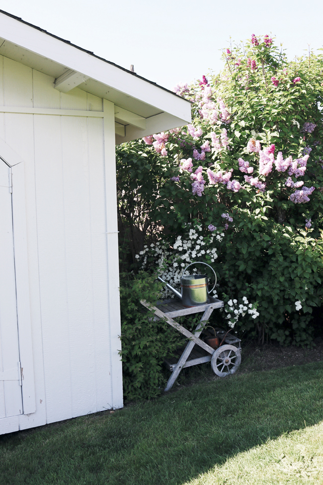 Garden Therapy + Lilacs + Plant Scents