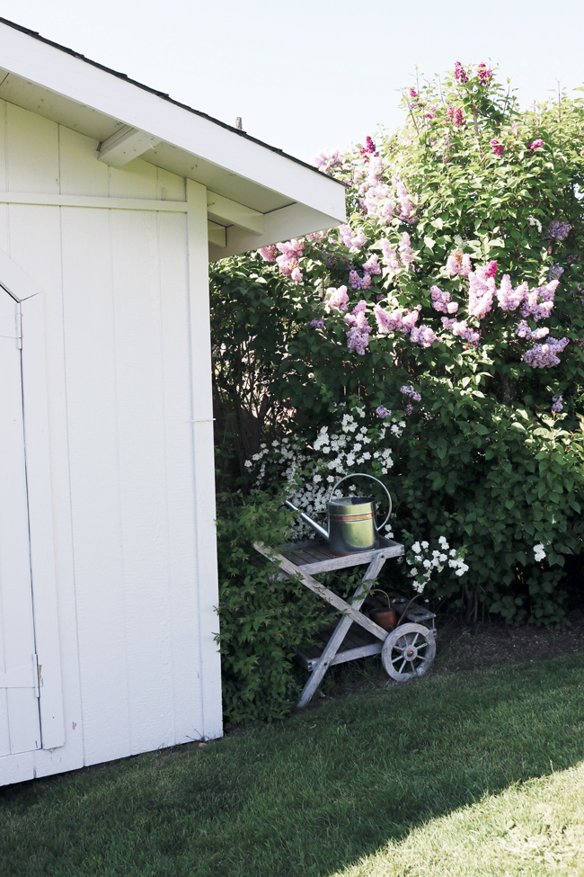 https://theinspiredroom.net/wp-content/uploads/2018/05/White-Shed-Lilacs-copy.jpg