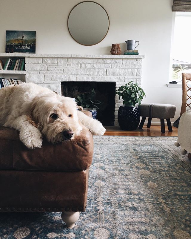 White Slipcovered Sofas Are Back in Style