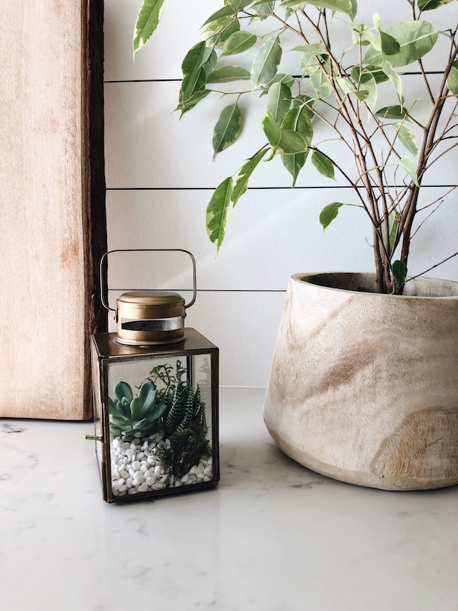 DIY Succulent Terrarium Diffuser