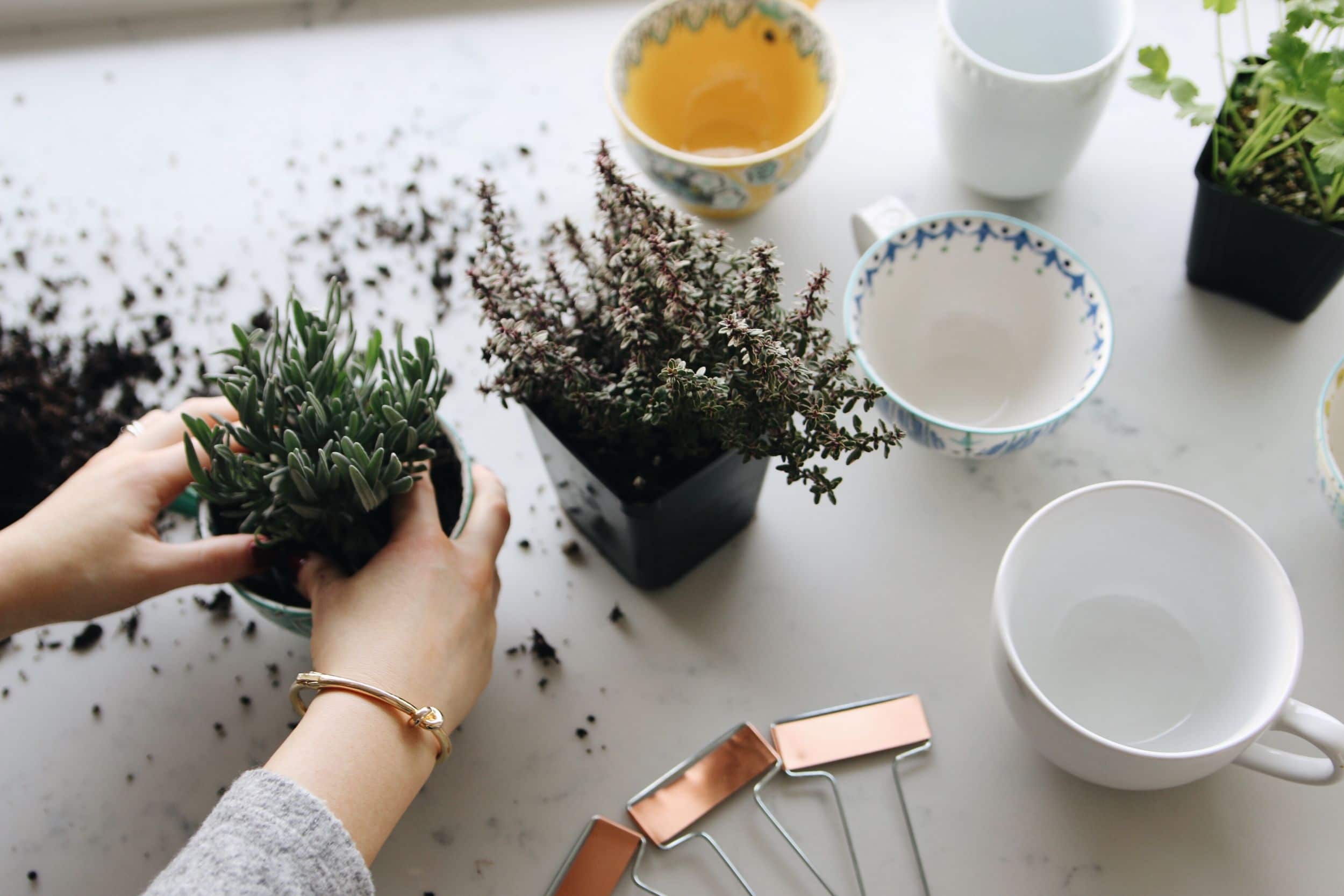 DIY Coffee Mug Herb Garden