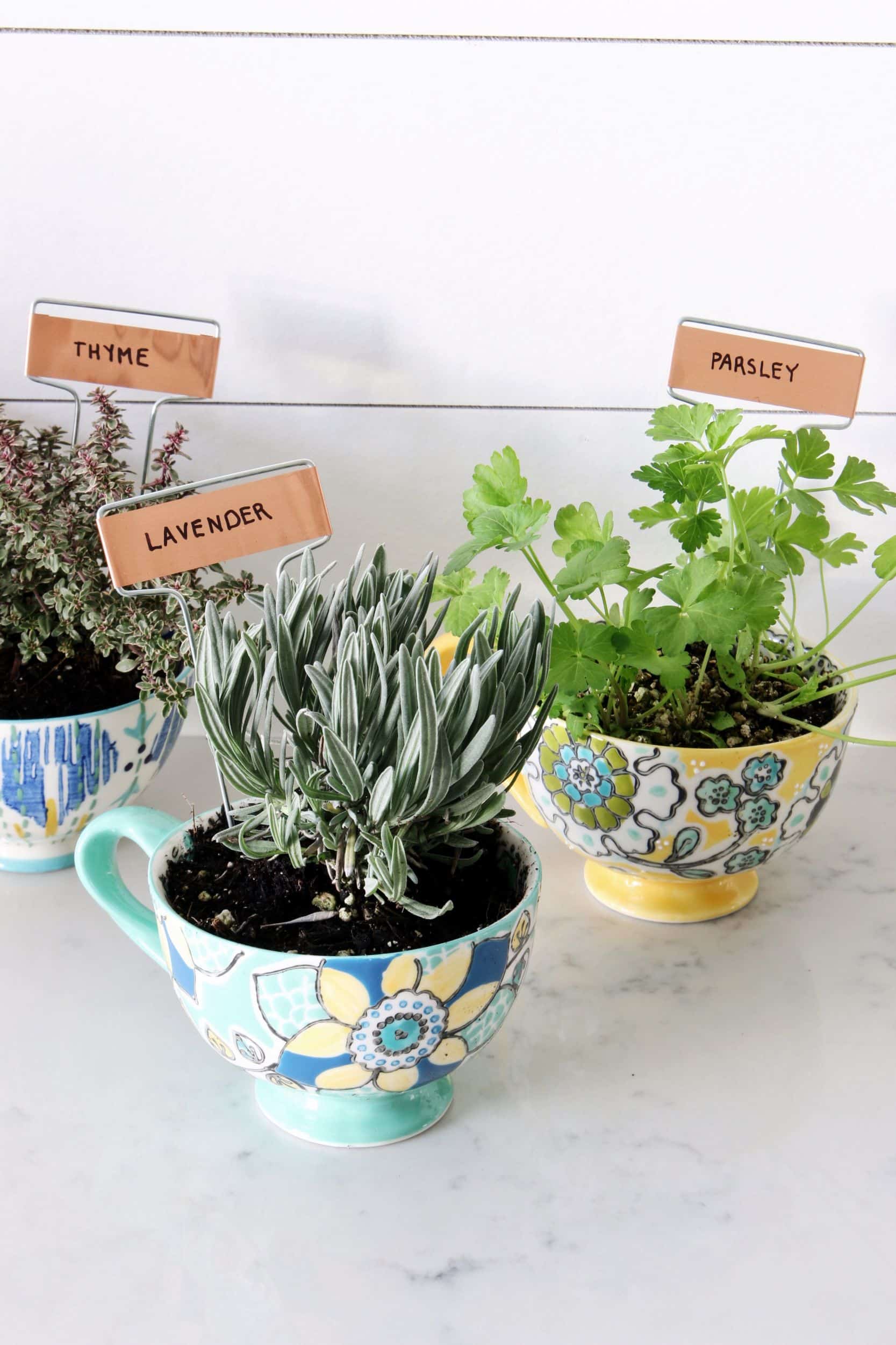 DIY Coffee Mug Herb Garden