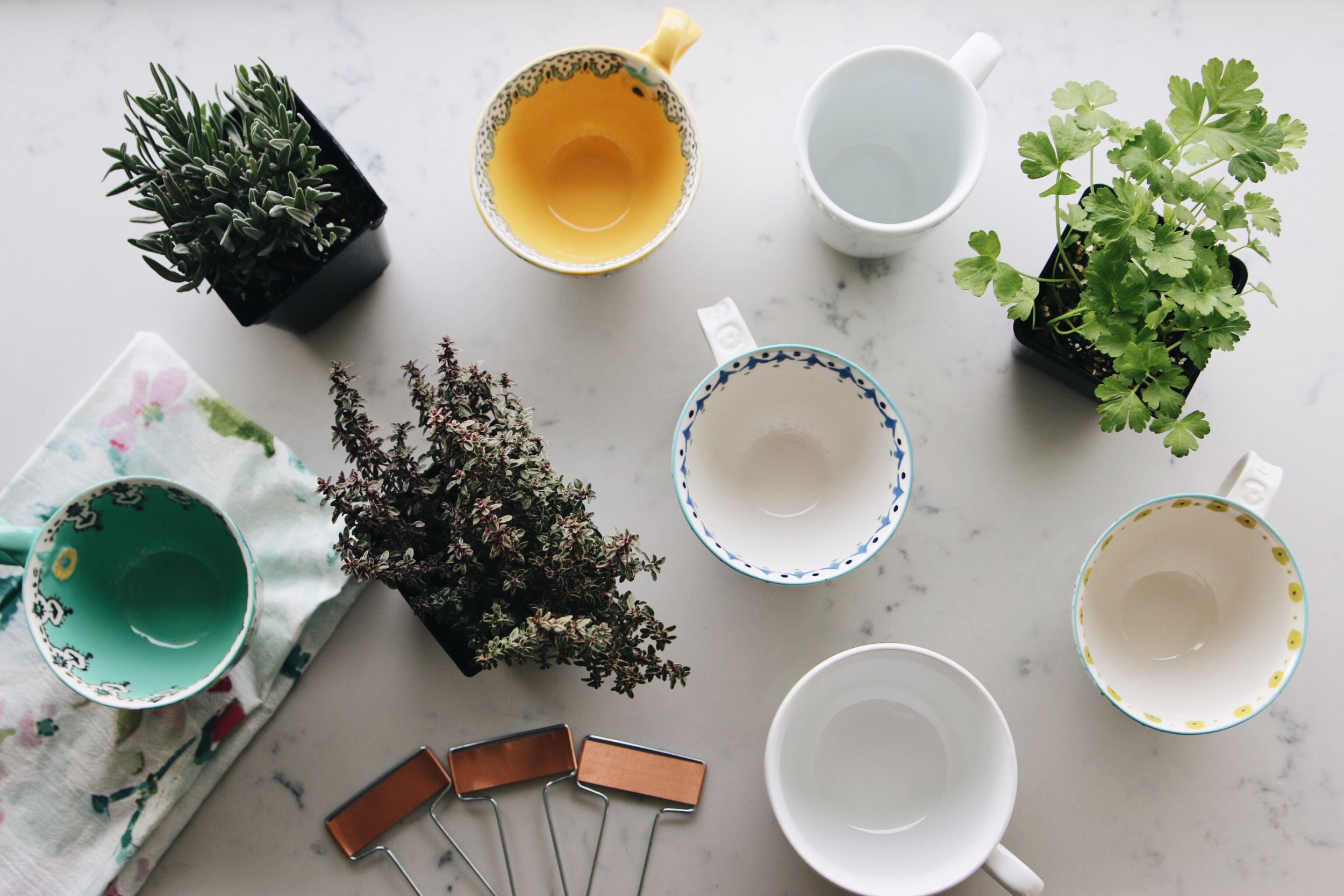 DIY Coffee Mug Herb Garden