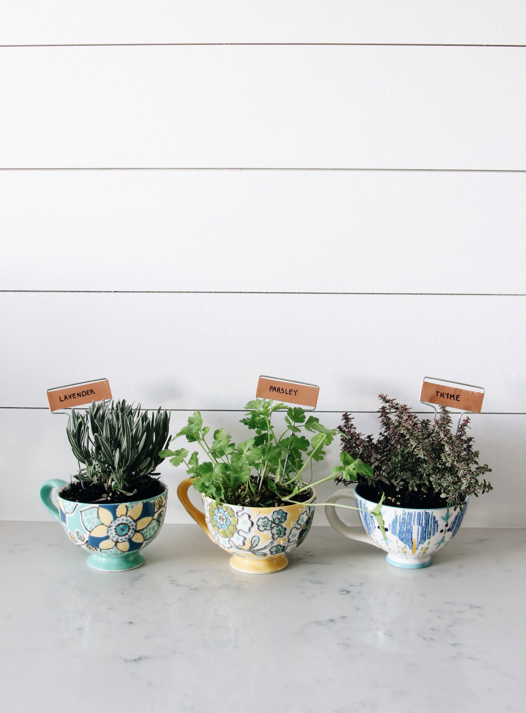 DIY Coffee Mug Herb Garden