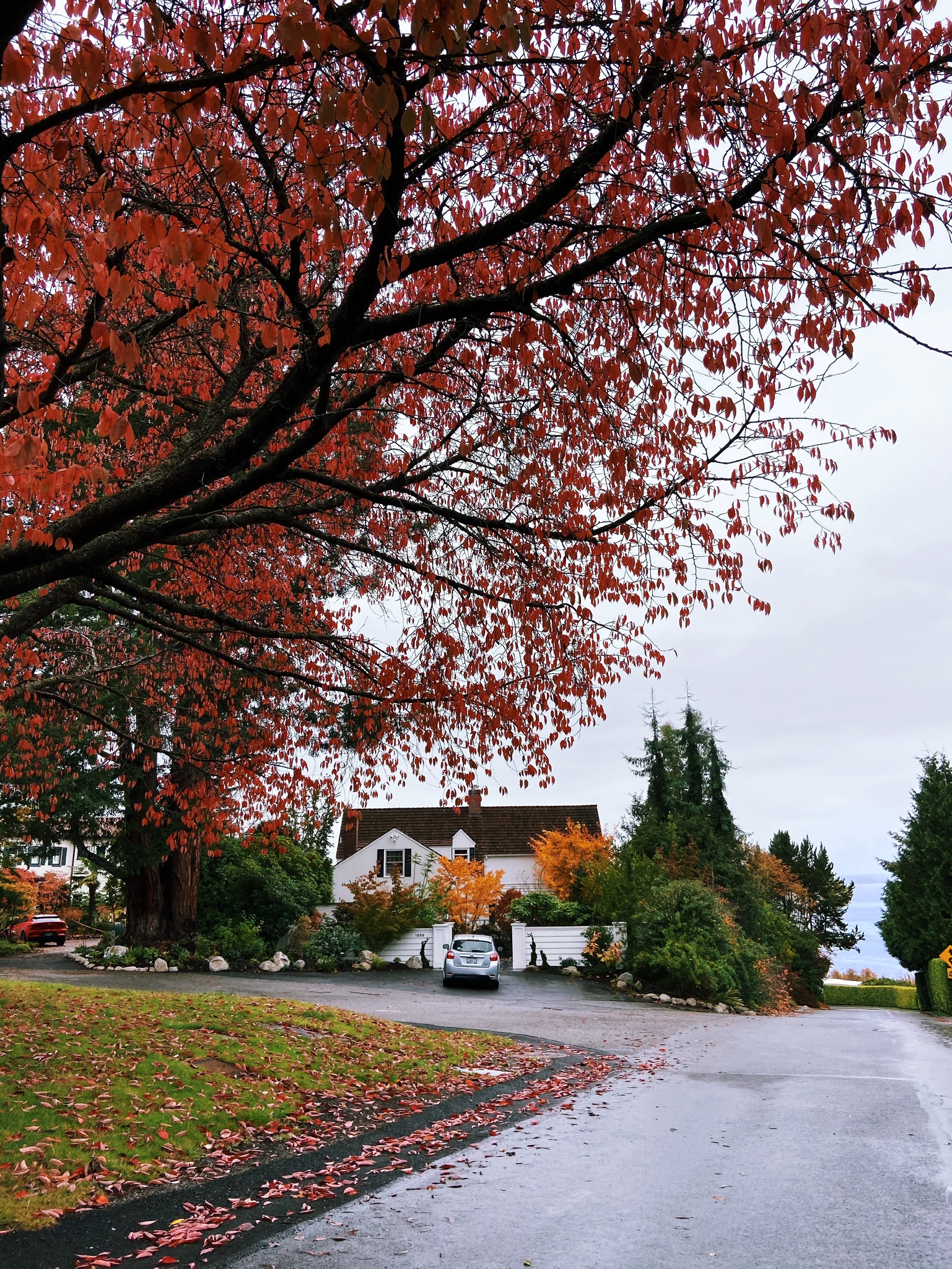 Autumn Drive By - Charming Seattle Neighborhoods