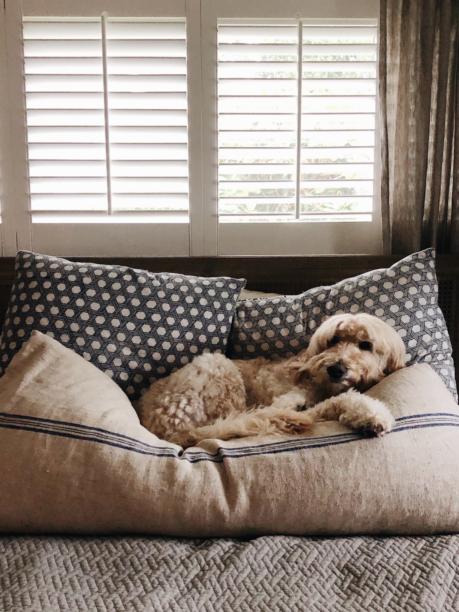 Goldendoodle