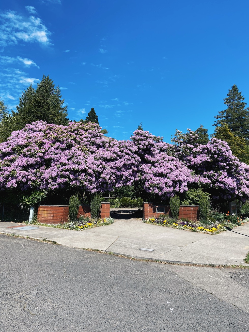 Neighborhood Walk in Queen Anne, Seattle {Drive By}