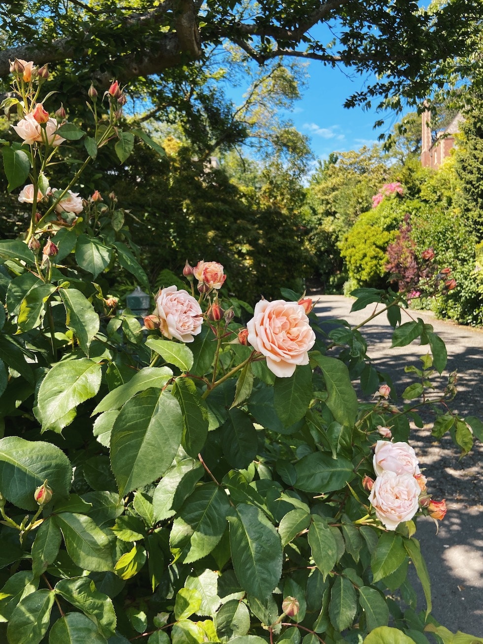 Neighborhood Walk in Queen Anne, Seattle {Drive By}