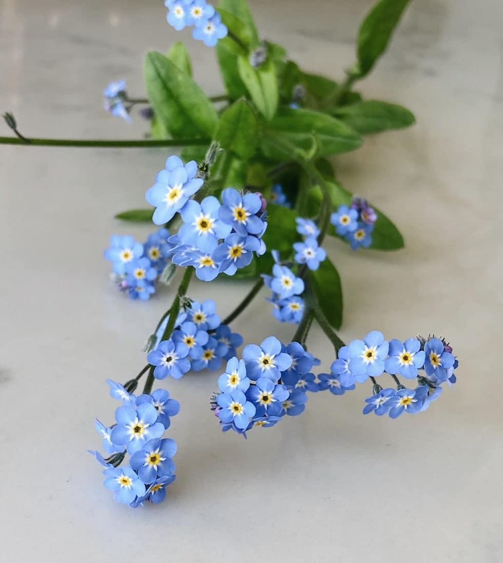 Edible Flower Teacup Garden in the Kitchen