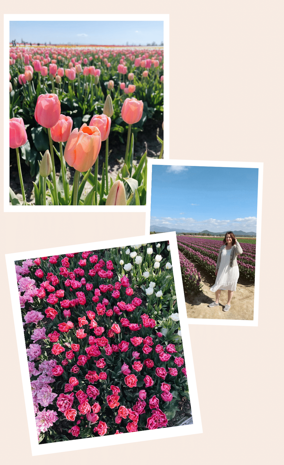 Out to See: Tulip Festival Roozengaarde (Washington State)