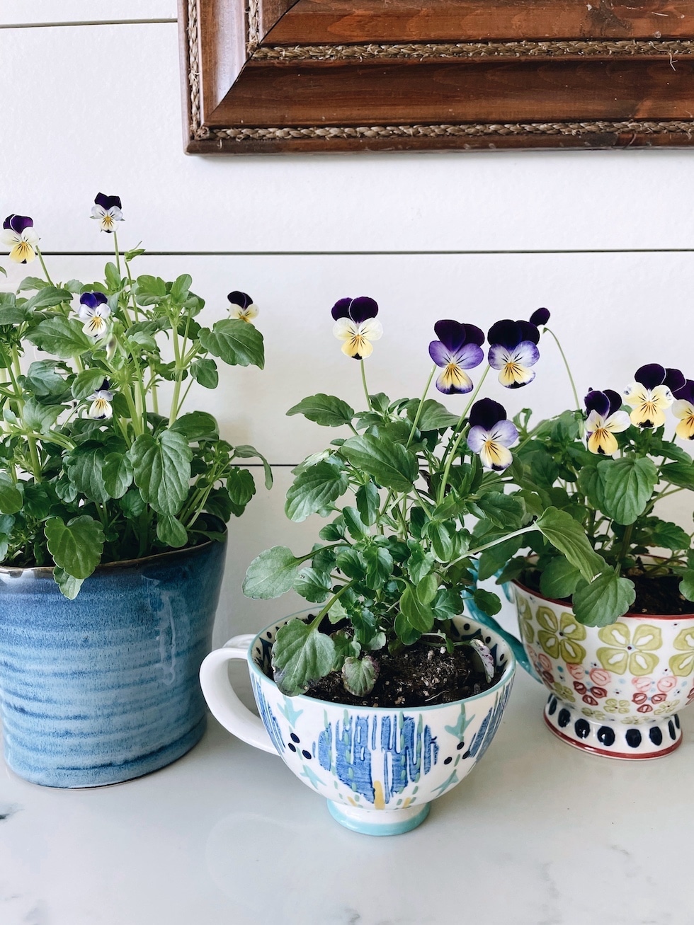 Edible Flower Teacup Garden in the Kitchen