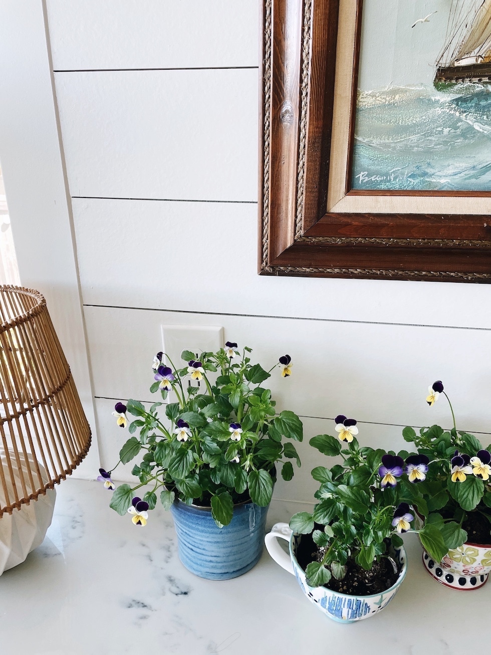 Edible Flower Teacup Garden in the Kitchen