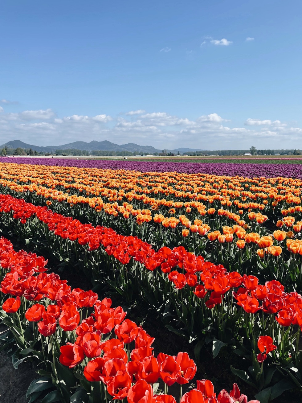 Out to See Tulip Festival Roozengaarde (Washington State)