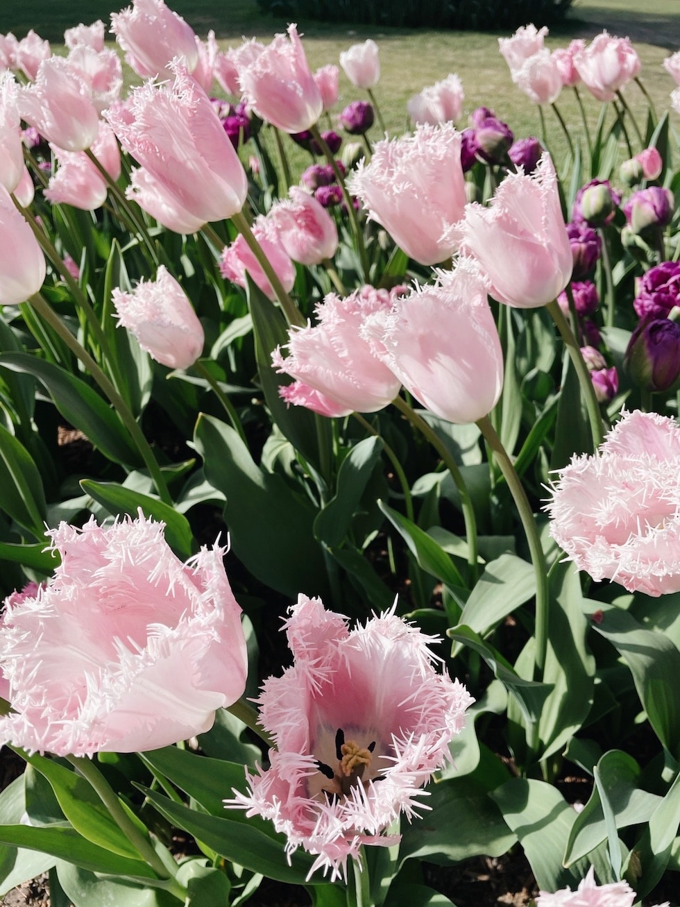 Out to See: Tulip Festival Roozengaarde (Washington State)