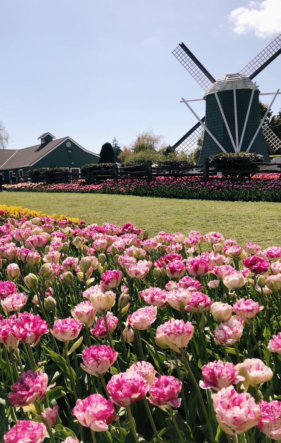 Out to See: Tulip Festival Roozengaarde (Washington State)