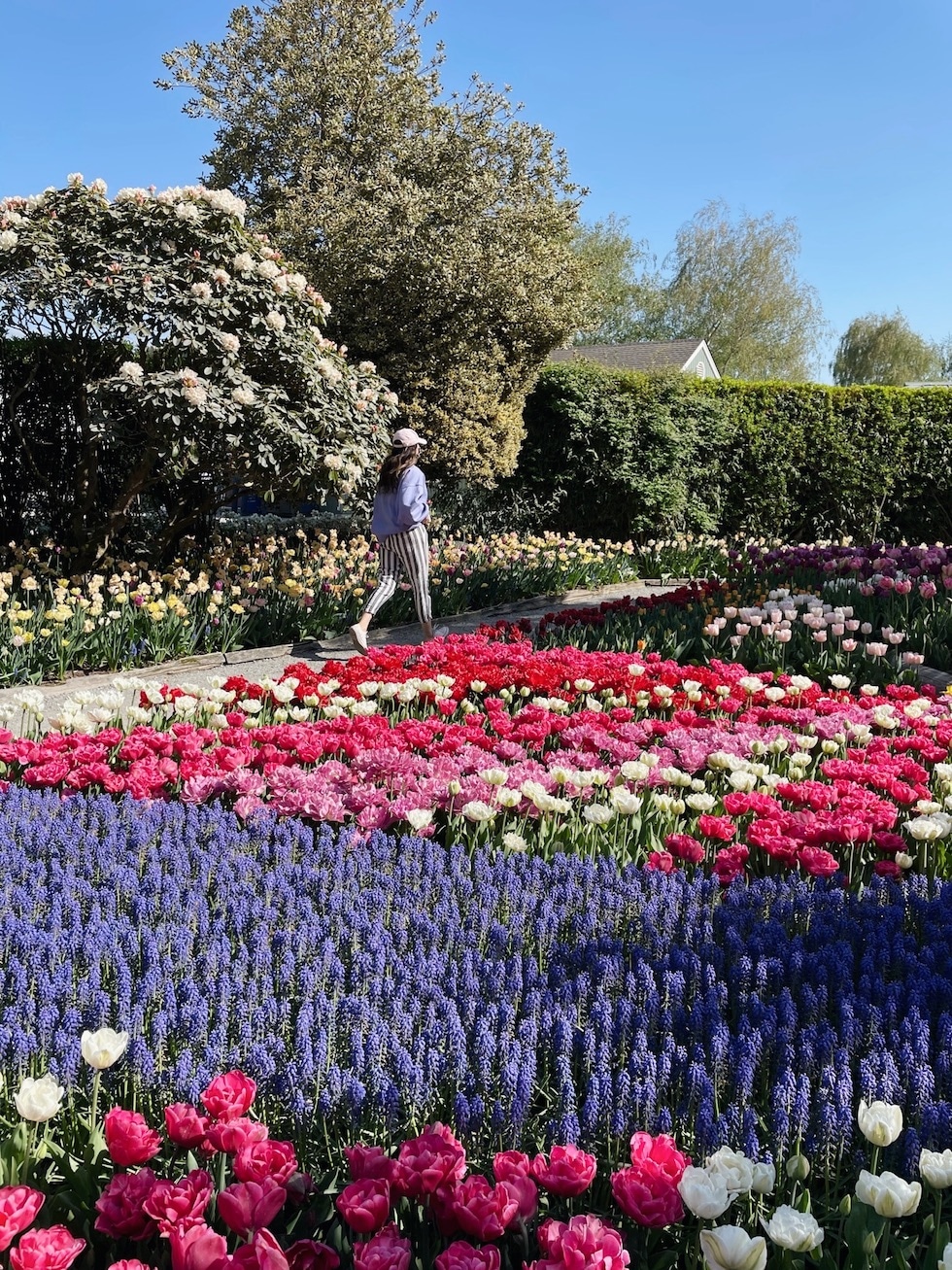 Out to See Tulip Festival Roozengaarde (Washington State)